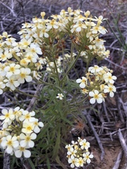 Manulea corymbosa