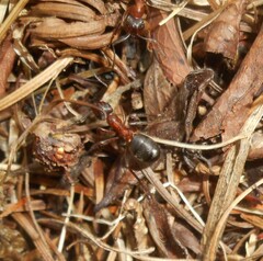 Formica exsecta