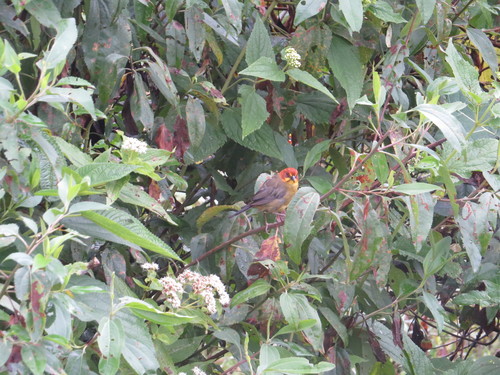 Fulvous-headed Brushfinch (Atlapetes fulviceps), photo 10