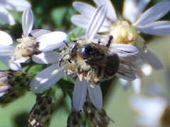 Andrena canadensis