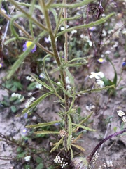 Manulea corymbosa