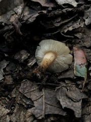 Rhodocollybia