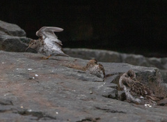 Calidris maritima
