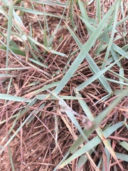 Eragrostis secundiflora