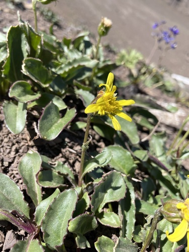 Image of Senecio neowebsteri by (c) Matt Berger, some rights reserved (CC BY)