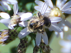 Andrena canadensis