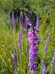 Lobelia fenestralis