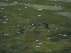 Hypentelium nigricans