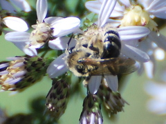 Andrena canadensis