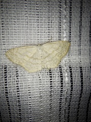 Scopula apicipunctata