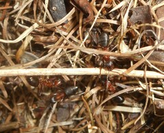 Formica exsecta