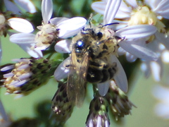 Andrena canadensis