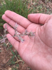 Eragrostis secundiflora