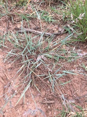 Eragrostis secundiflora
