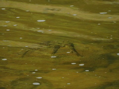 Hypentelium nigricans