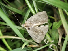 Rivula plumipes