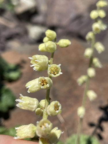 Image of Elmera racemosa by (c) Matt Berger, some rights reserved (CC BY)