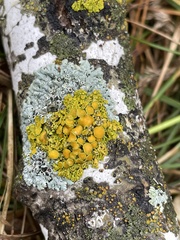 Xanthomendoza hasseana