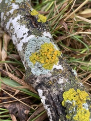 Xanthomendoza hasseana