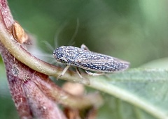 Graphocephala confluens