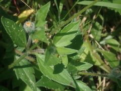 Tridax procumbens