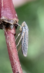 Graphocephala confluens