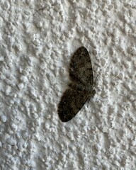 Aethalura intertexta