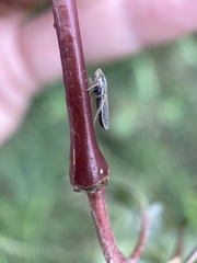 Graphocephala confluens