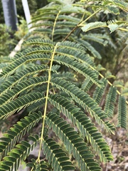 Albizia julibrissin