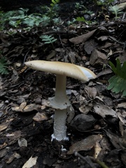 Pantherinae