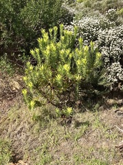 Leucadendron laureolum