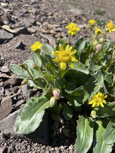 Image of Senecio neowebsteri by (c) Matt Berger, some rights reserved (CC BY)