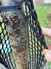 Hypoxylon fragiforme