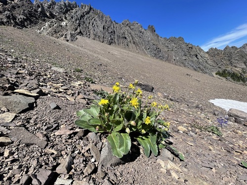 Image of Senecio neowebsteri by (c) Matt Berger, some rights reserved (CC BY)