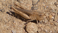 Chorthippus vagans