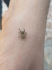 Asaphobelis physonychus
