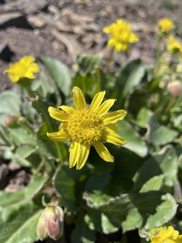 Image of Senecio neowebsteri by (c) Matt Berger, some rights reserved (CC BY)
