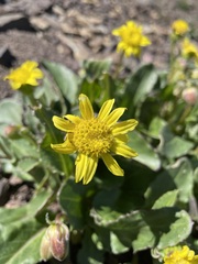 Senecio neowebsteri