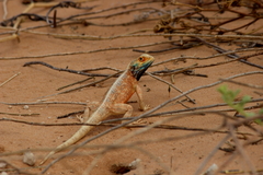Agama aculeata aculeata