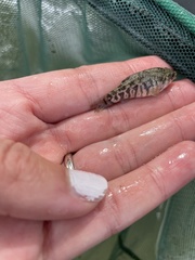 Cyprinodon variegatus