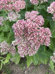 Hylotelephium maximum × spectabile