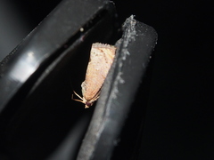 Tortricoidea
