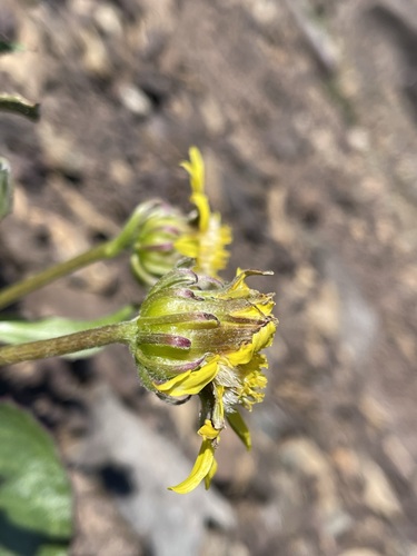 Image of Senecio neowebsteri by (c) Matt Berger, some rights reserved (CC BY)