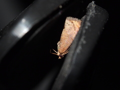 Tortricoidea