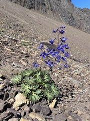 Delphinium glareosum