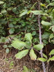 Rubus ulmifolius image