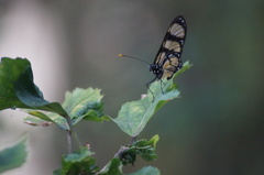 Methona themisto