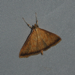 Crypsiptya coclesalis