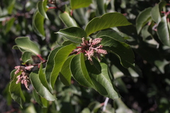 Rhus integrifolia × ovata
