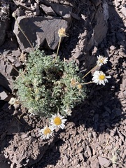Erigeron compositus